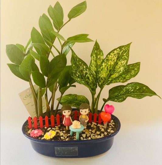 aglaonema, zamia, zz, chinese evergreen, cardboard palm, where's the party