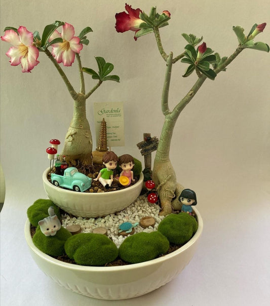 picnic, adenium, desert, rose,