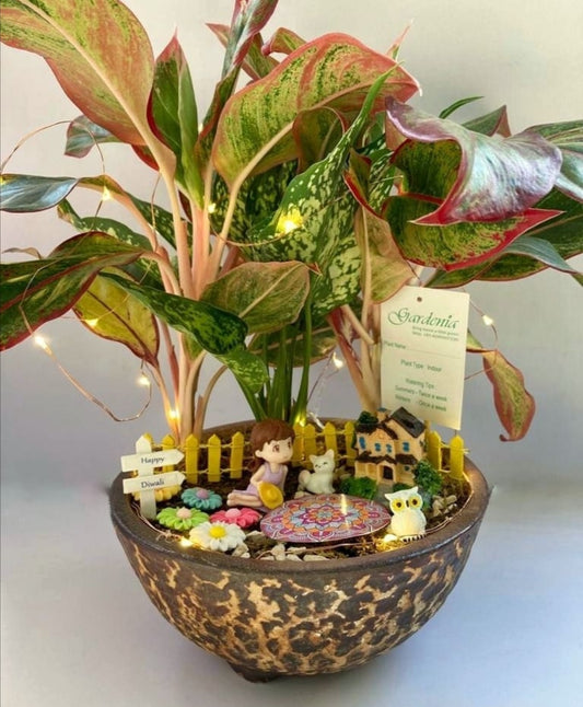 deepavali, diwali, festival, lights, aglaonema, snow white, lipstick, rangolii