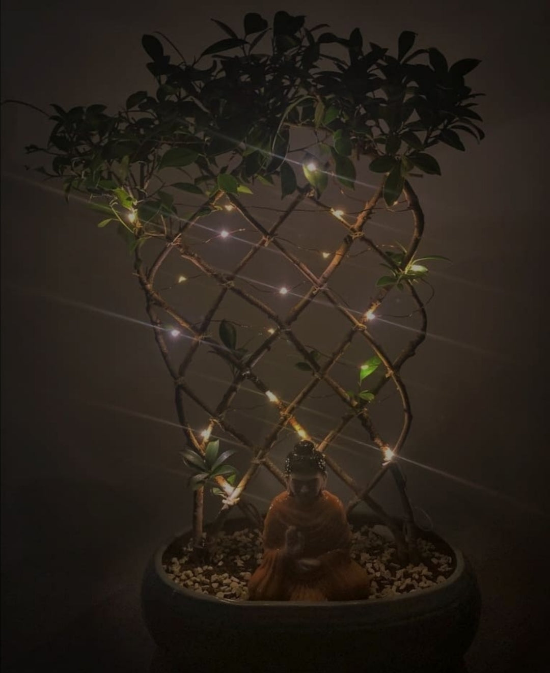 Ficus Net