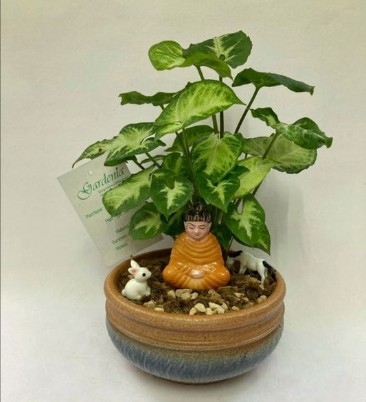 syngonium, buddha