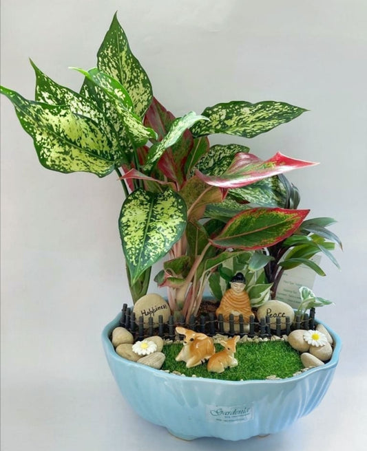 buddha, aglaonema, dracena, marble queen, deer