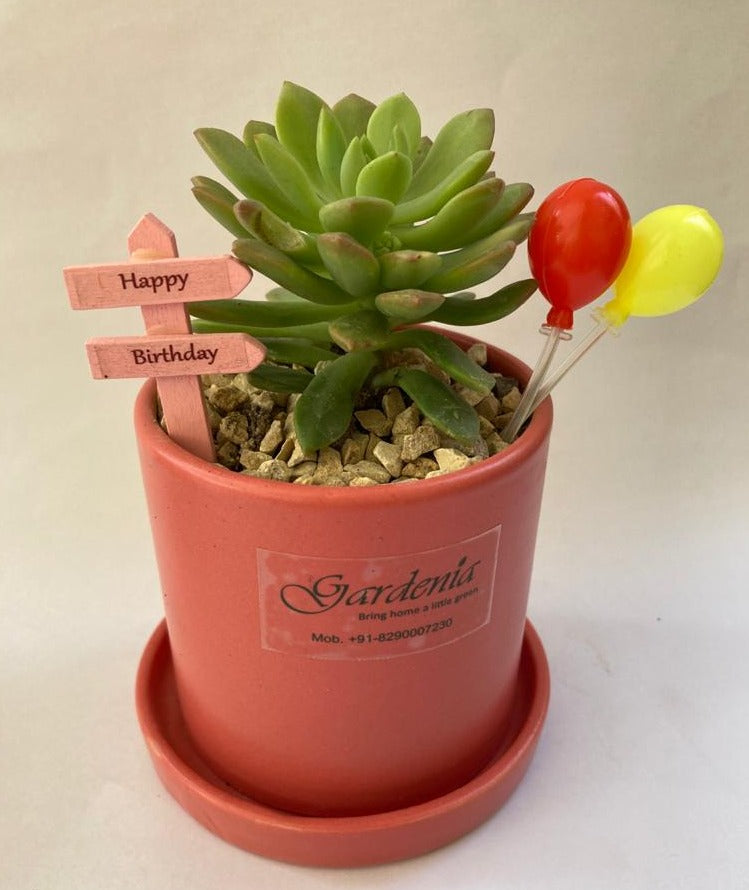 succulent, birthday, janamdin