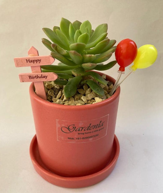 succulent, birthday, janamdin