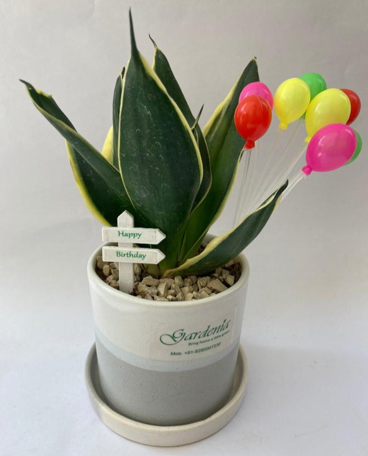 sansevieria, snake plant, birthday, girl
