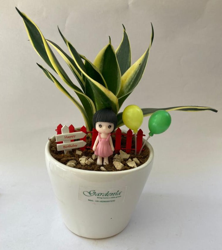 sansevieria, birthday girl, birthday boy, birthday gift, celebration, kids birthday