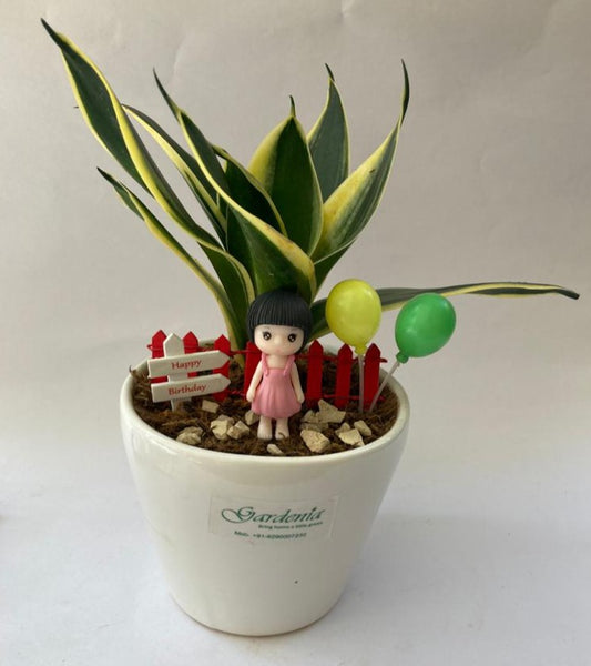 sansevieria, birthday girl, birthday boy, birthday gift, celebration, kids birthday