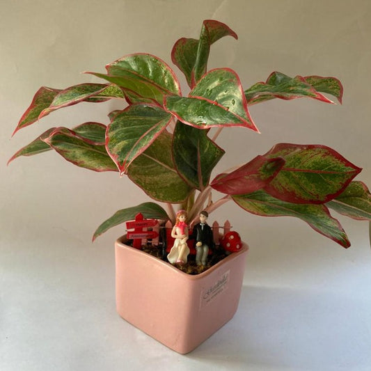 anniversary, gold, aglaonema, saalgirah, celebration, rememberance, ceremony, festival