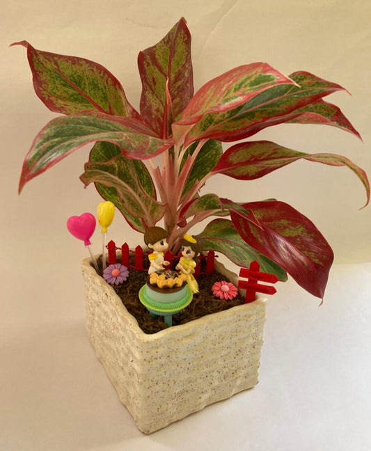 anniversary, diamond, aglaonema, saalgirah, celebration, rememberance, ceremony, festival