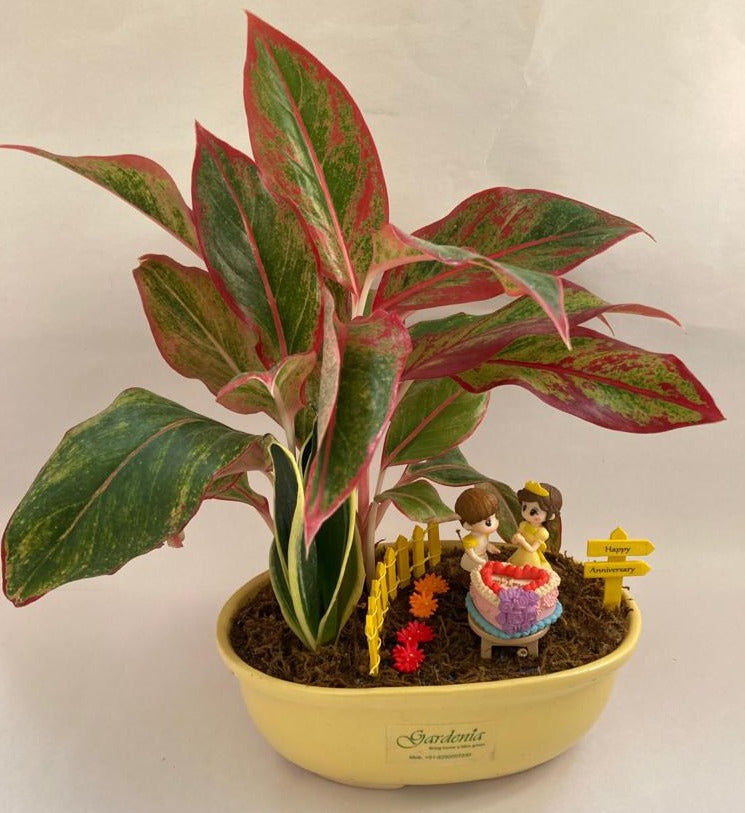 aglaonema platinums Happy Anniversary with Aglaonema (Platinum Edition) – Gardenia Jaipur