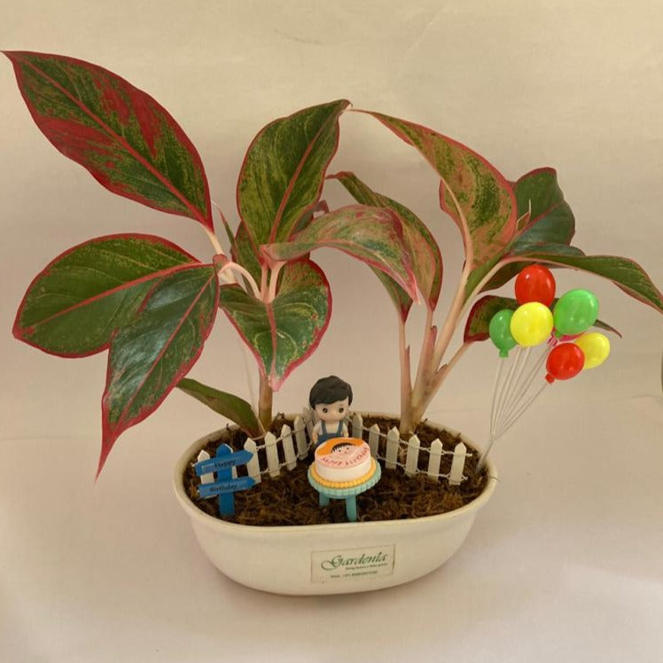 birthday boy, birthday girl, birthday celebration, cake, birthday party, kid's birthday, birthday gift ideas, gift options