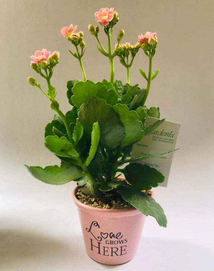 paudha, gamla, moti, ceramic, pot, plate, love, grows, here, kalanchoe