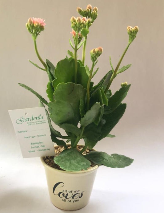 paudha, gamla, moti, ceramic, pot, plate, all, me, love, you, kalanchoe