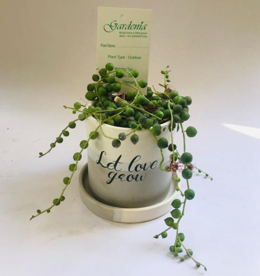 paudha, gamla, moti, ceramic, pot, plate, let, love, grow, strings of pearls