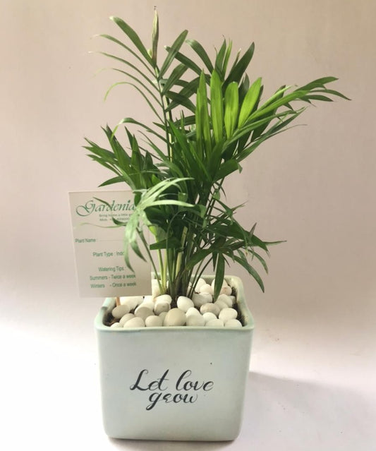 ceramic, pot, plate, let, love, grow, bamboo, palm