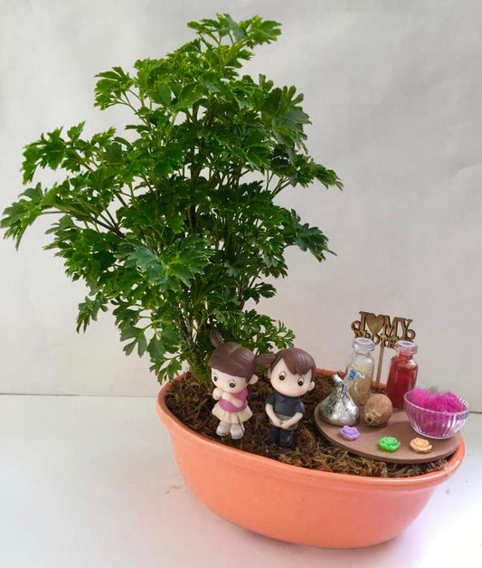 rakhi, rakshabandhan, aralia, plants, bhai, behen, bhaiya, didi