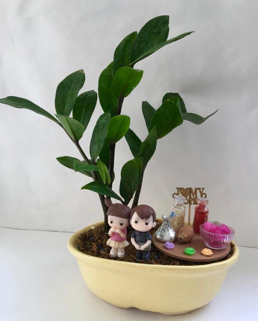 rakhi, rakshabandhan, zamia, plants, bhai, behen, bhaiya, didi