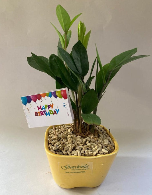 zamia, zz, birthday, janamdin, card