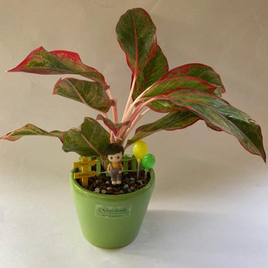 aglaonema, birthday, boy