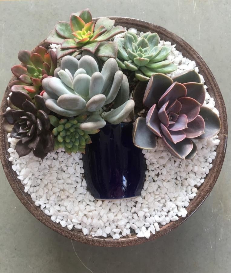 succulent, black, green, orange