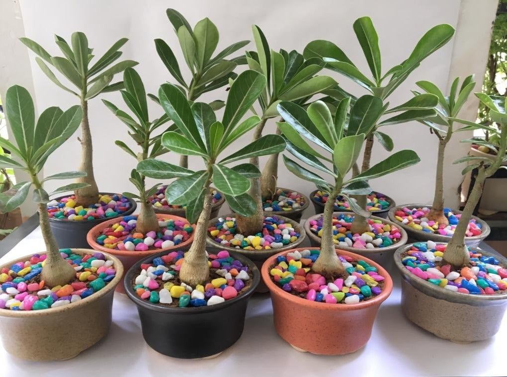 colorful, pebbles, adenium, return, gifting, mehendi, shaadi