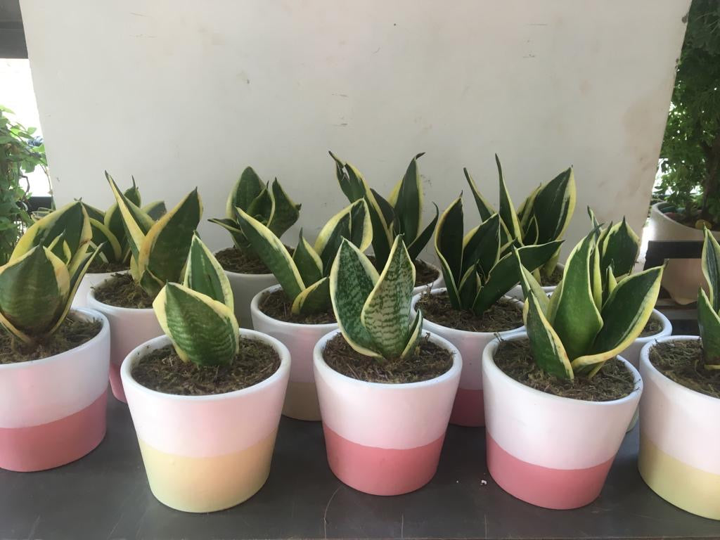 femininity, womanhood, tribute,