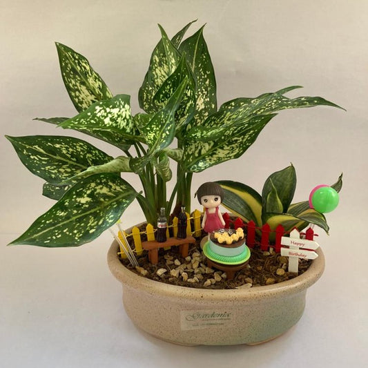 aglaonema, snow white, birthday, cake, birthday gift, indoor plant, snake plant, sansevieria, for girl, for boy