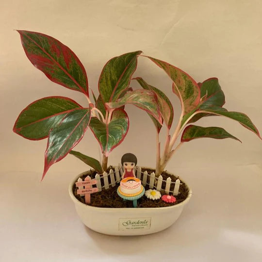 birthday boy, birthday girl, birthday celebration, cake, birthday party, kid's birthday, birthday gift ideas, gift options
