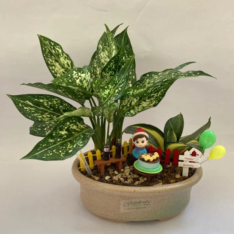 aglaonema, snow white, birthday, cake, birthday gift, indoor plant, snake plant, sansevieria, for girl, for boy