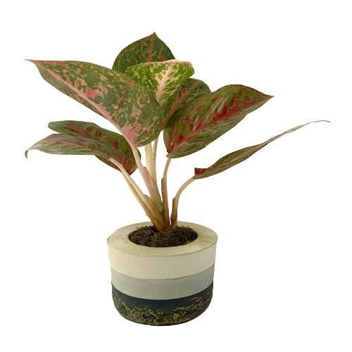 aglaonema, circular, pot, lipstick