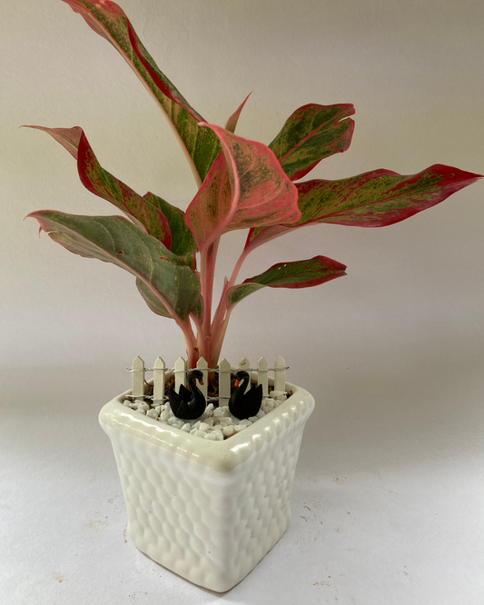 black, swan, aglaonema, lipstick