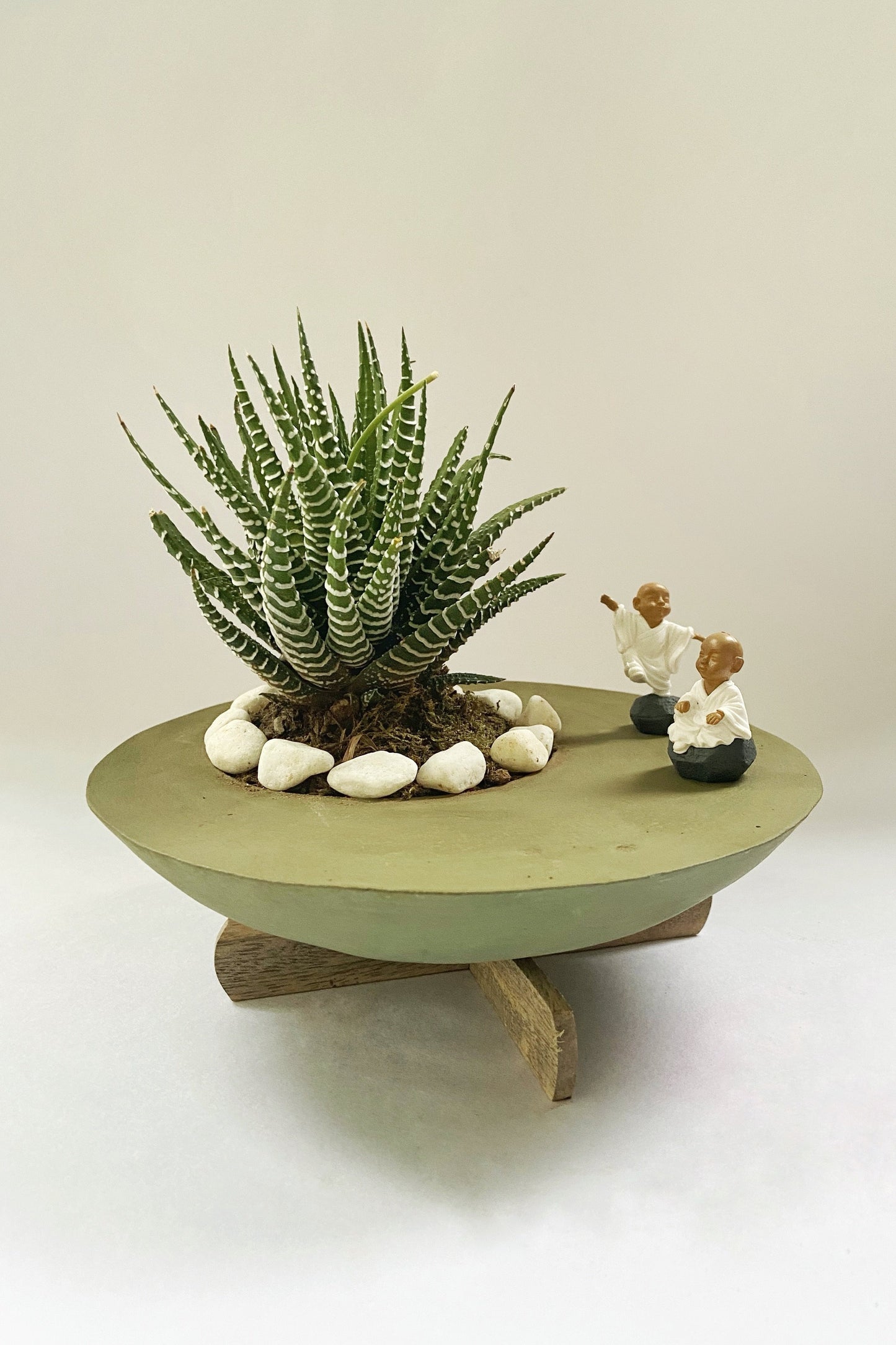 haworthia, concrete, zen, master, buddha