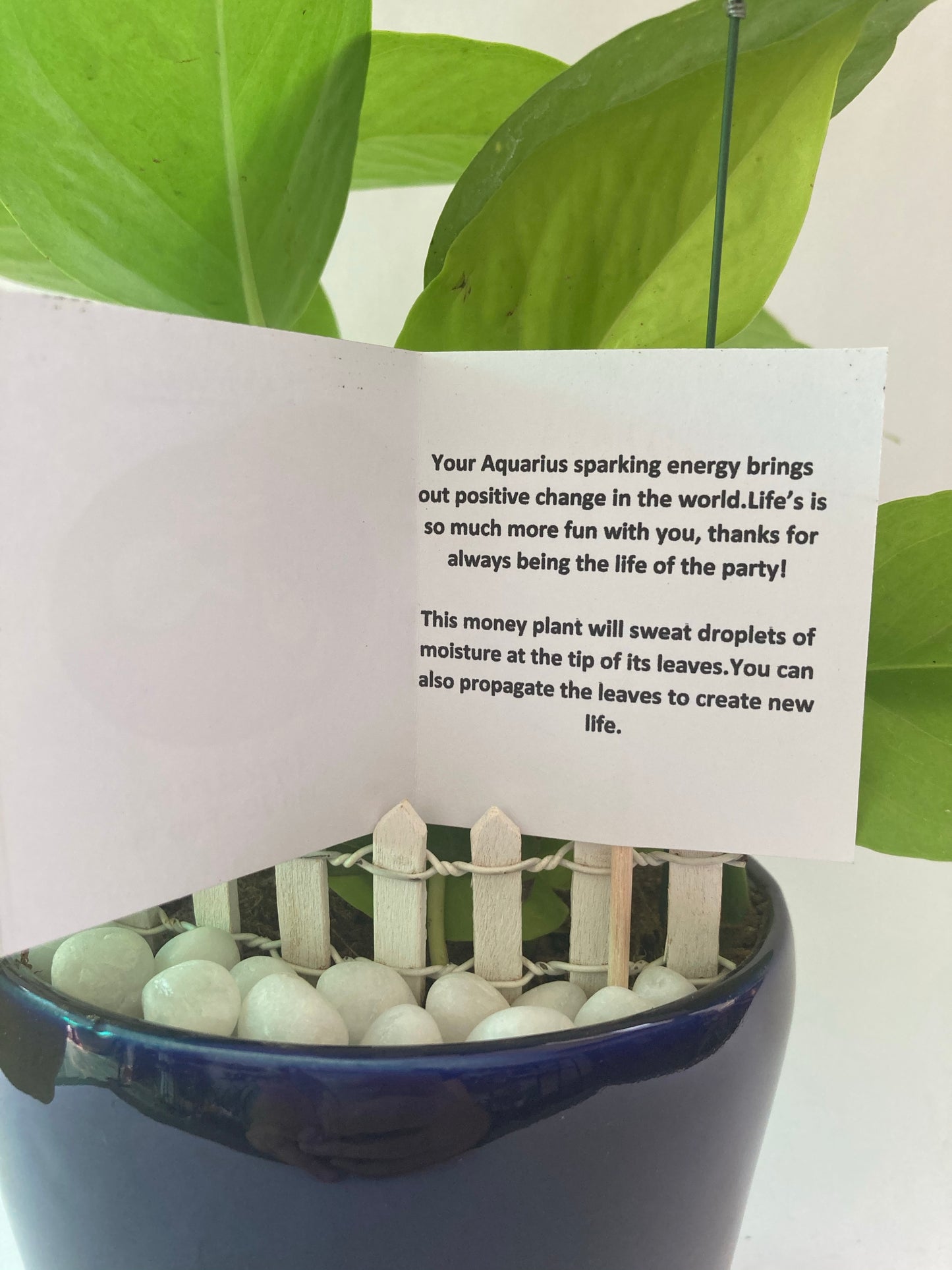 Pothos for Aquarius