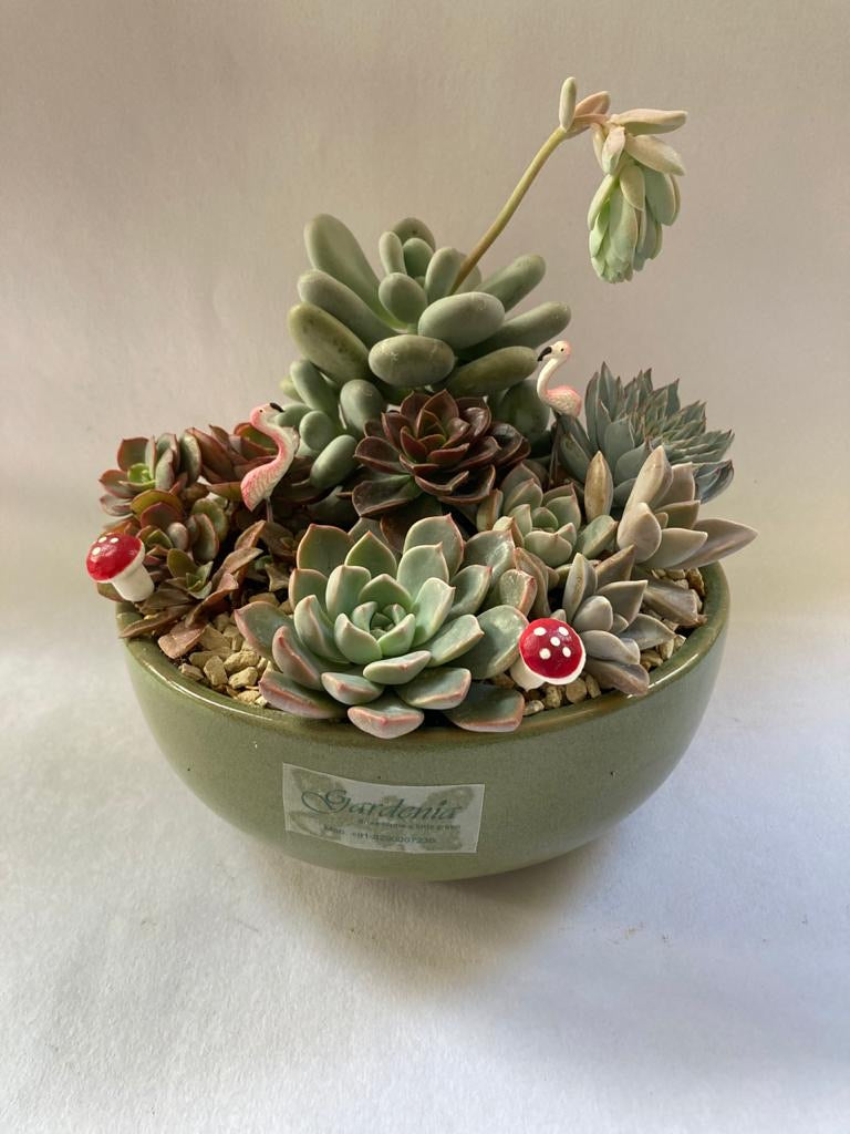 succulent, color, green, tray,