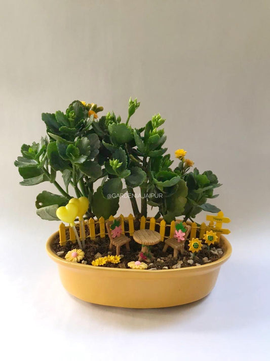 yellow, flower, kalanchoe, song, blooming, phool, khilna, hello yellow