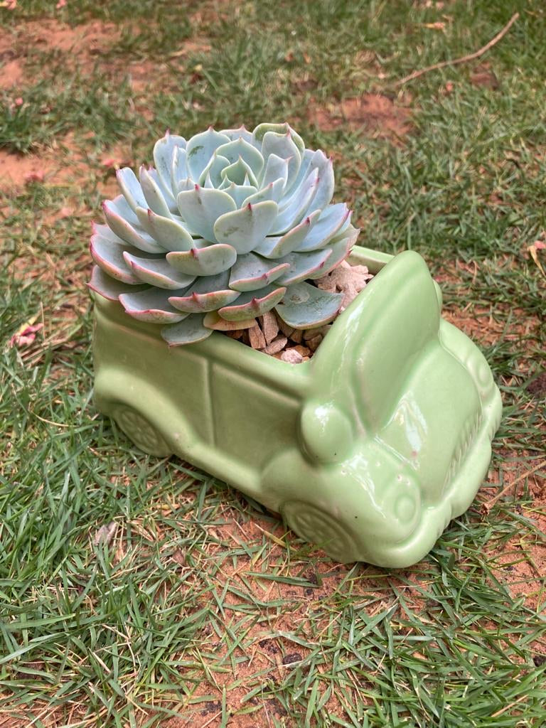 Green Car Succulent