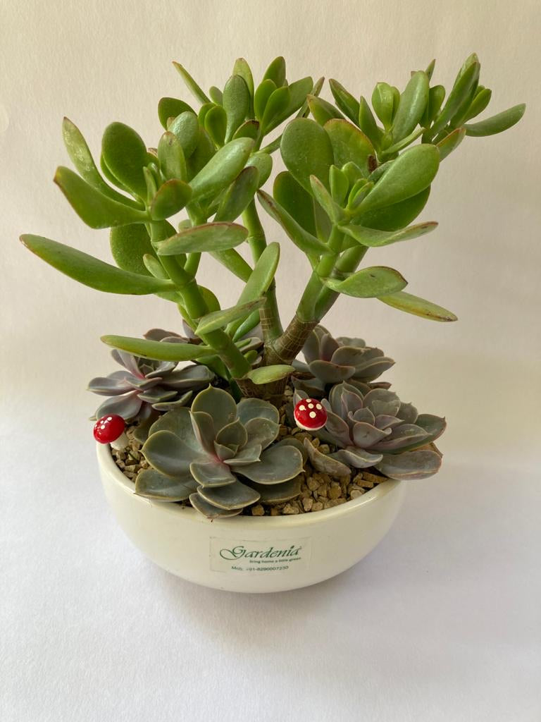 succulent, mushroom, tray, olive green