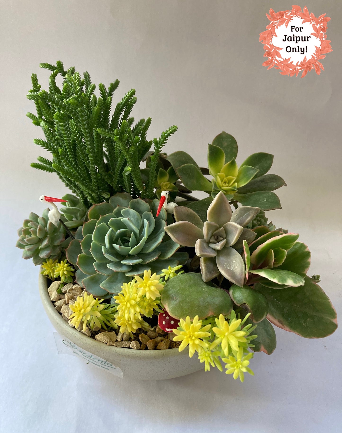 succulent, color, yellow, green, tray,