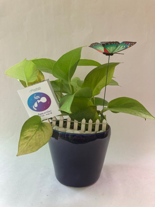 aquarius, pothos, zodiac, rashi, intellectual, creative, horoscope, sun sign