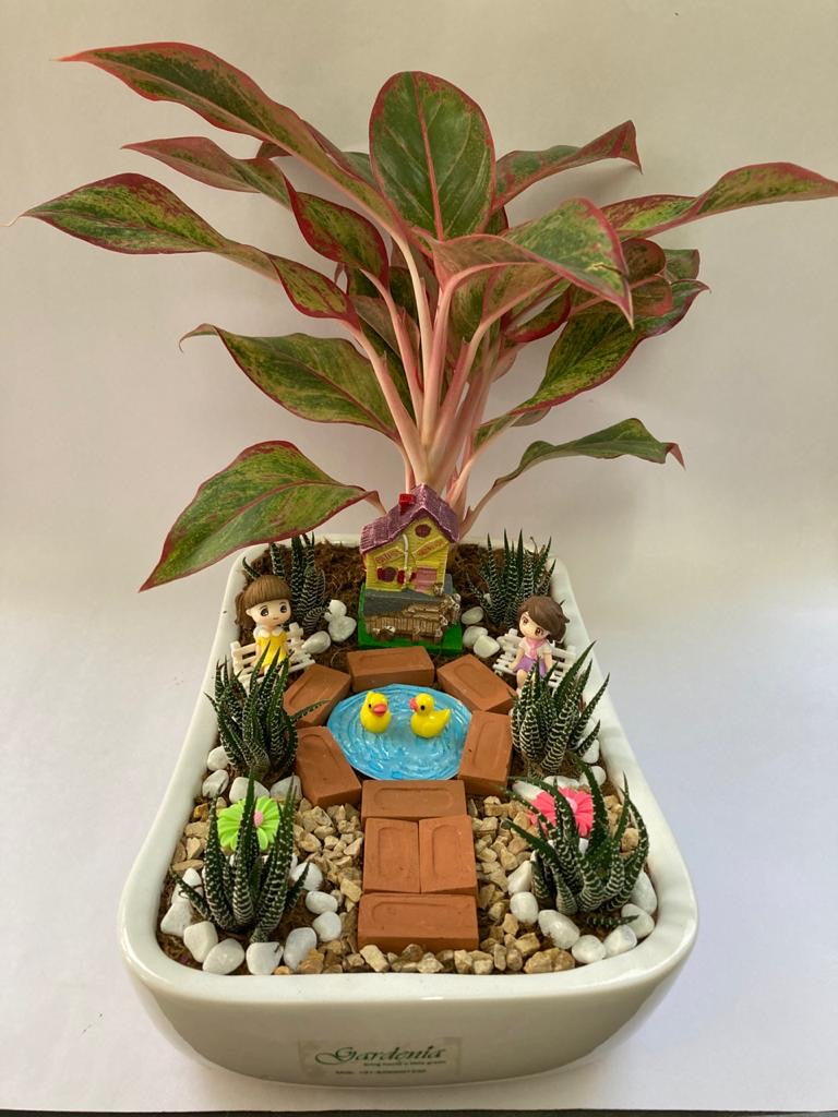 park, road, love, couple, aglaonema, haworthia, couple