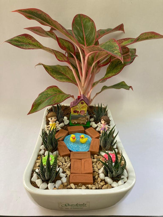 park, road, love, couple, aglaonema, haworthia, couple