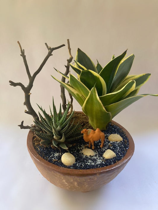 desert, camel, haworthia, snake plant, sansevieria, ship, snag tree, arid