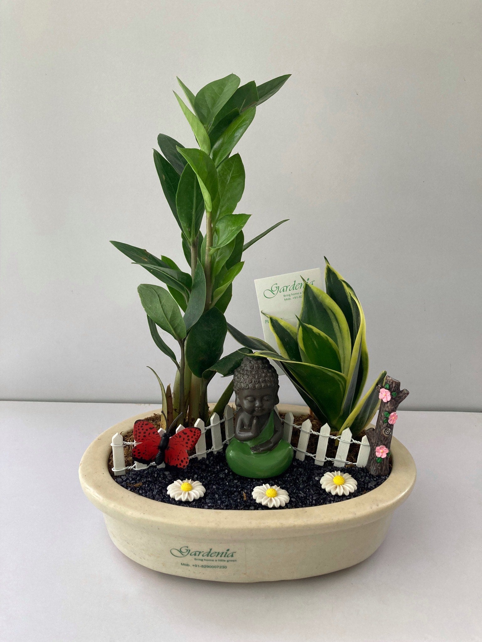 naagfani, buddha, meditating, sansevieria, Zamia, white daisy, butterfly, white fence, black sand, air purifier