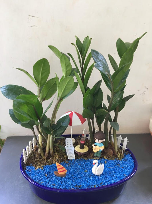 lake, water, music, zamia, beach, coke, fairy tray garden, relaxing mood, guitar, chill scenes, celebration gift,  gift idea