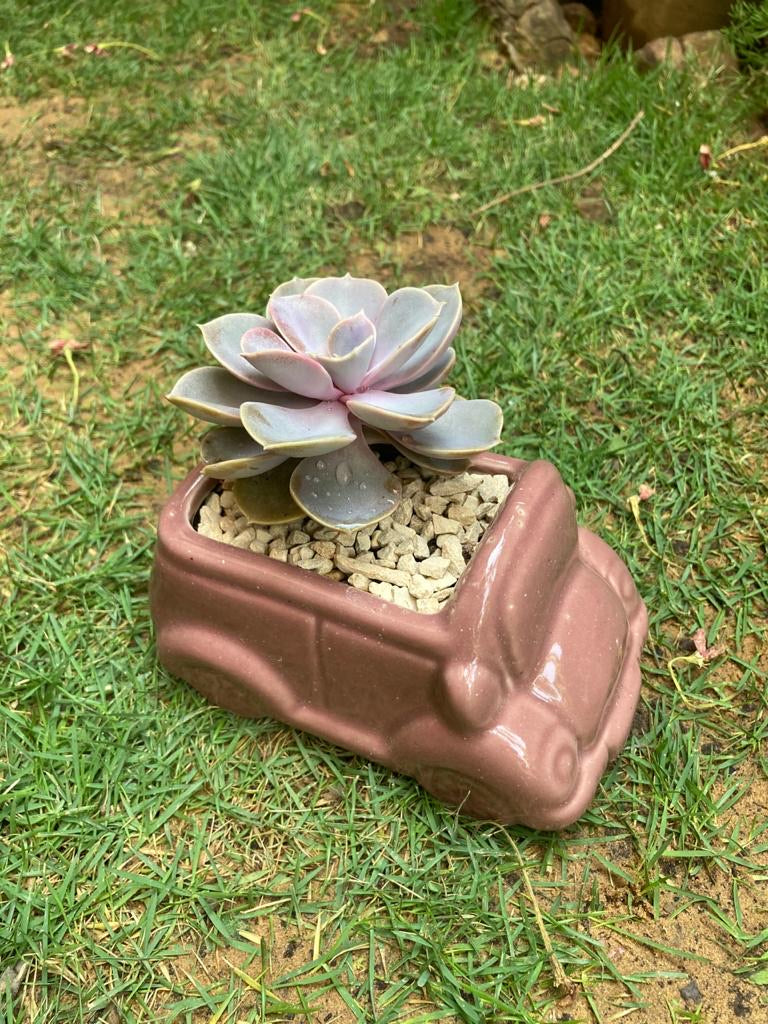 Mauve Car Succulent