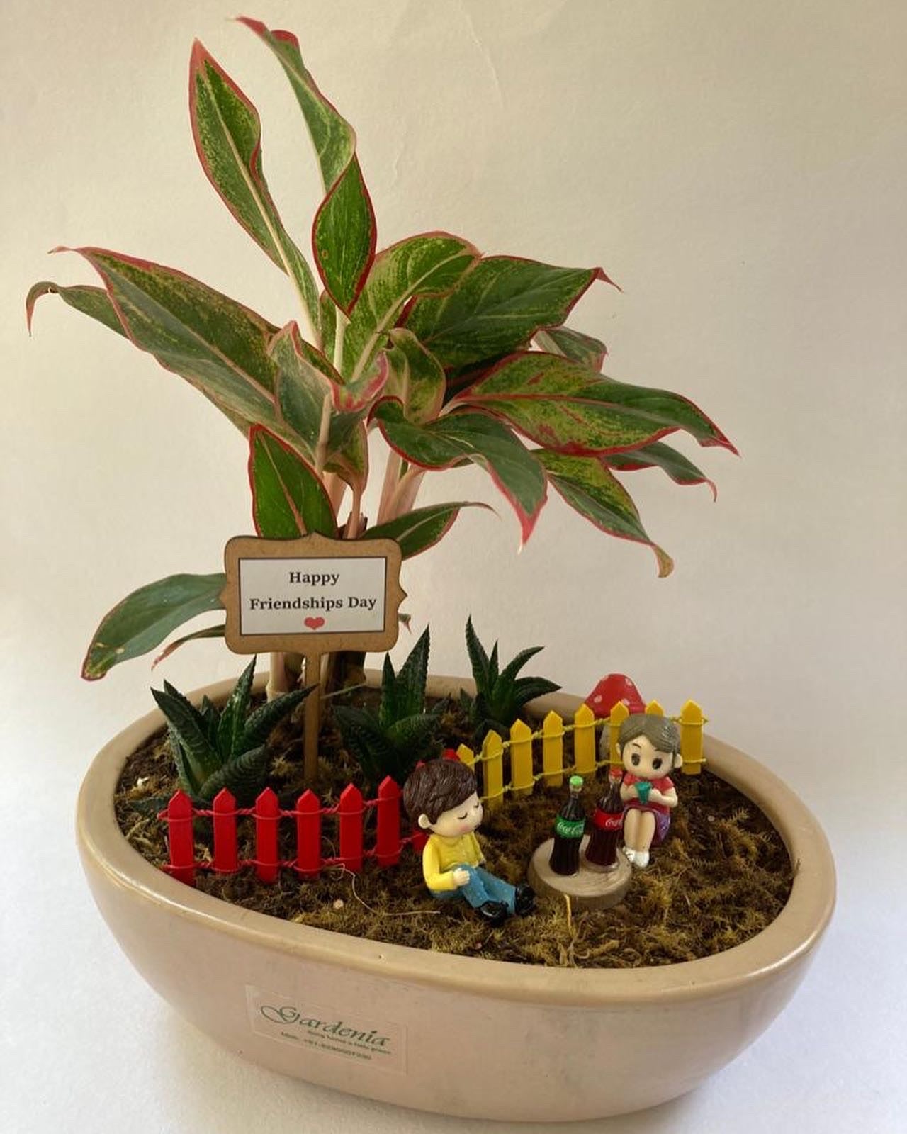 friendship, dosti, day, kids, school children, aglaonema, haworthia
