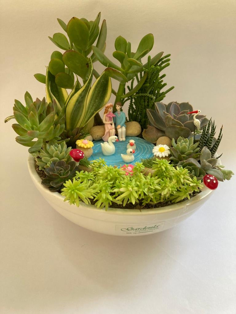 succulent, landscape, duck, park, lovers, snake plant, haworthia