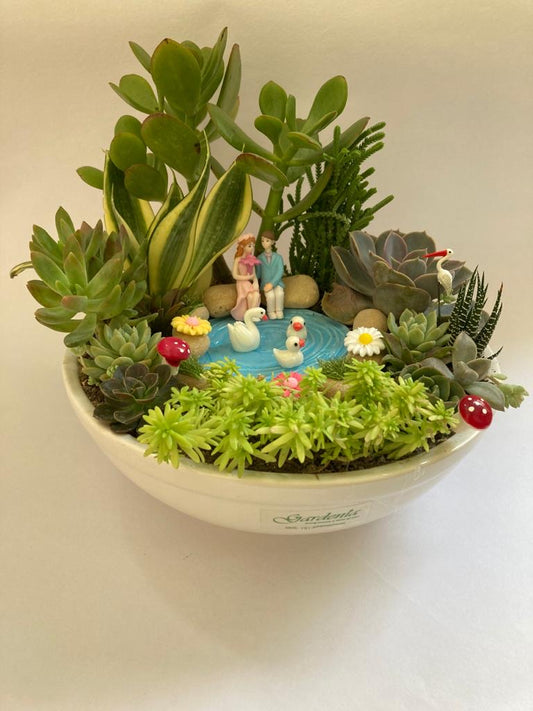 succulent, landscape, duck, park, lovers, snake plant, haworthia