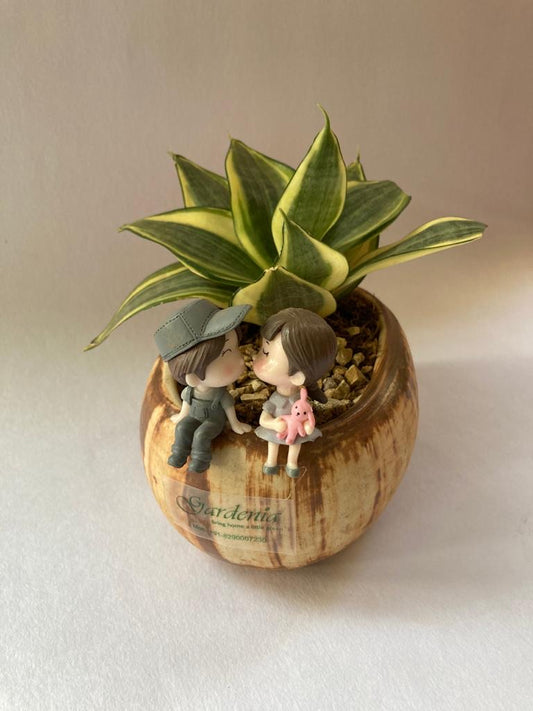 young pair, sansevieria, snake plant, gift