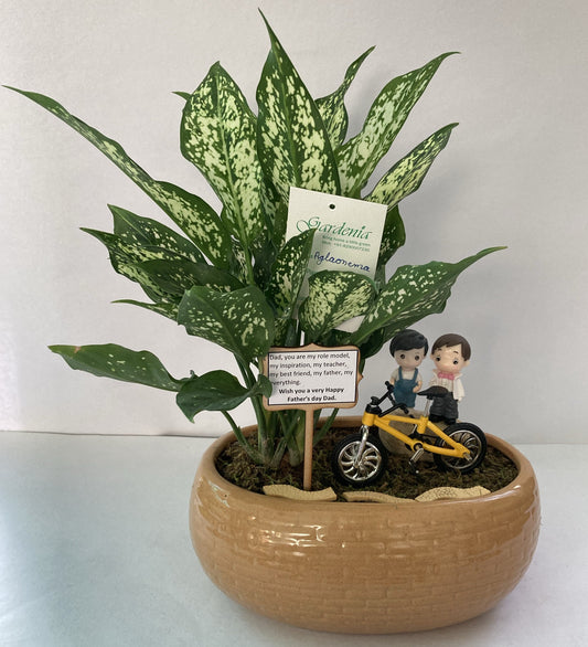 father, son, day out, daddy, aglaonema, chinese evergreen